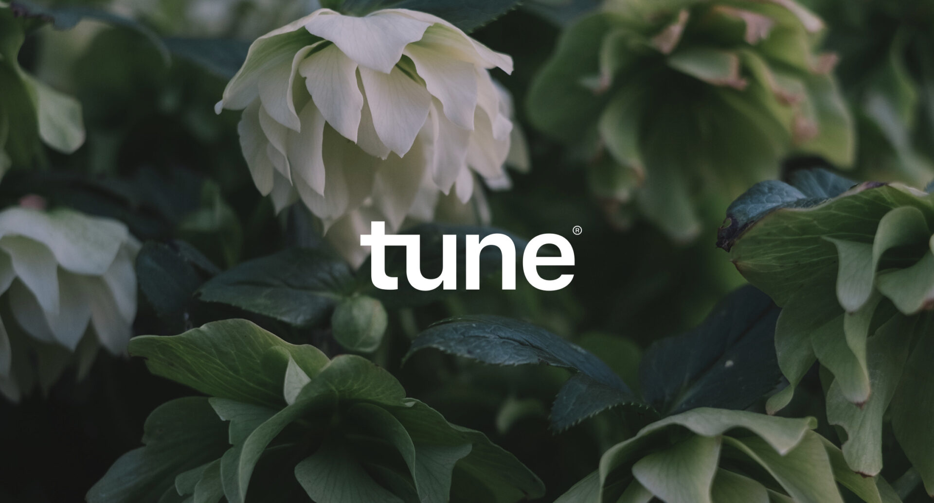 tune_branding-felicidad-collective